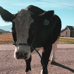 Meet your Posher, Codie